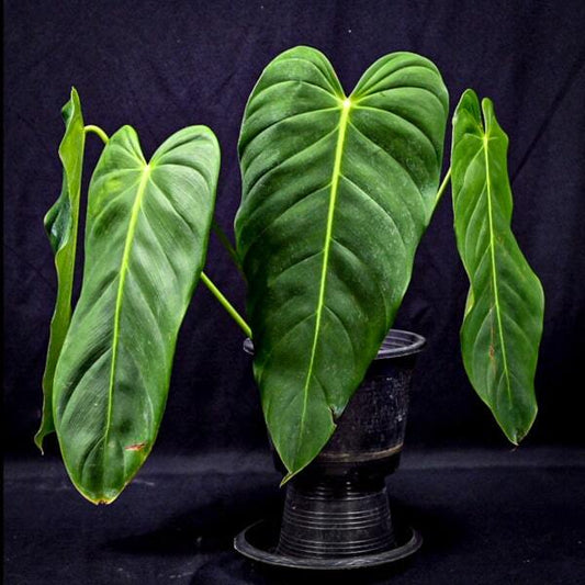 Philodendron ESMERALDENSE