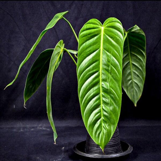 Philodendron ESMERALDENSE NARROW FORM