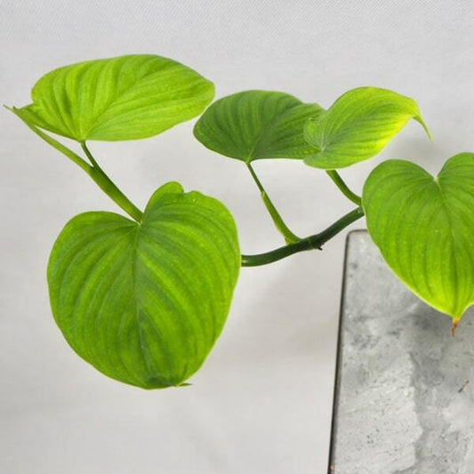 Philodendron FIBRAECATAPHYLLUM