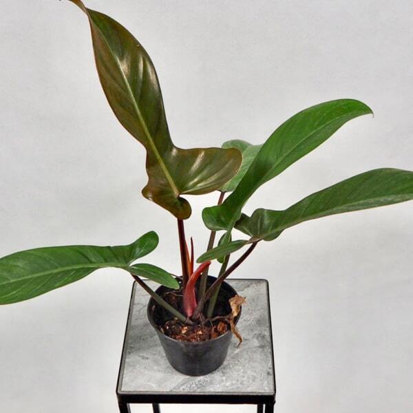 Philodendron FLORIDA BRONZE