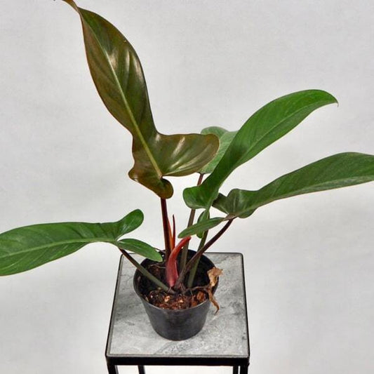 Philodendron FLORIDA BRONZE