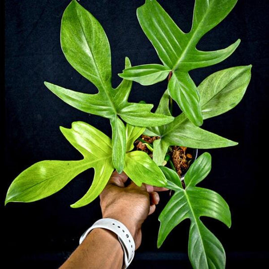Philodendron FLORIDA GHOST