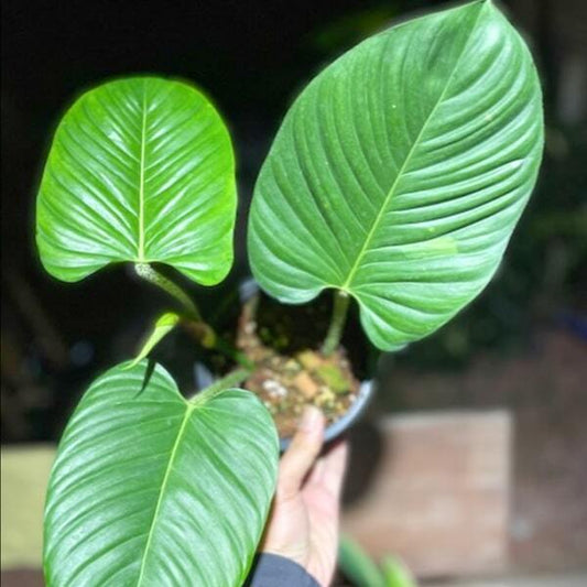 Philodendron GENEVIEVIANUM