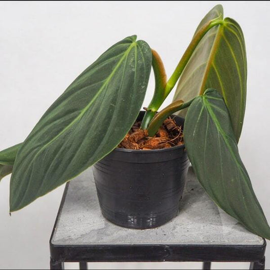 Philodendron GIGAS