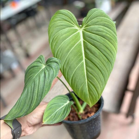 Philodendron GLORIOSUM/GLORIOUS