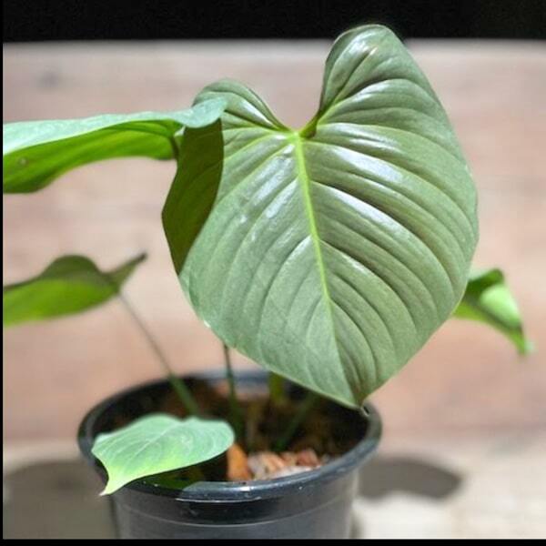 Philodendron GRANDIPES SILVER
