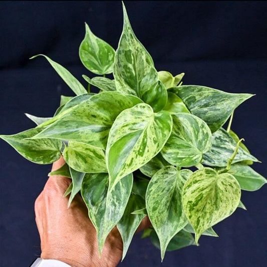 Philodendron HEDERACEUM VAR