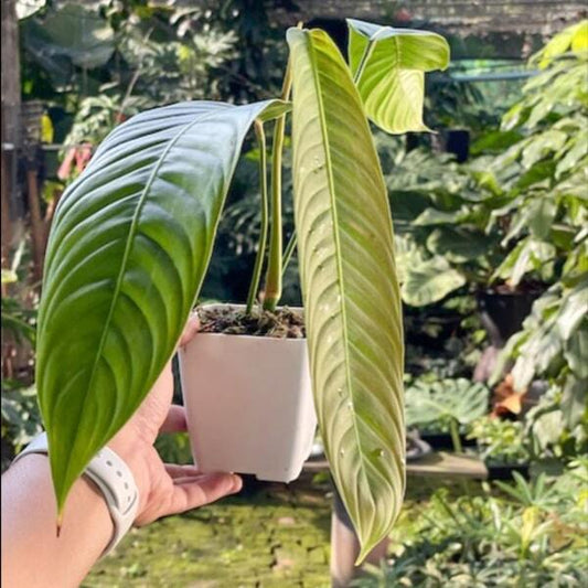 Philodendron HETEROCRASPEDON