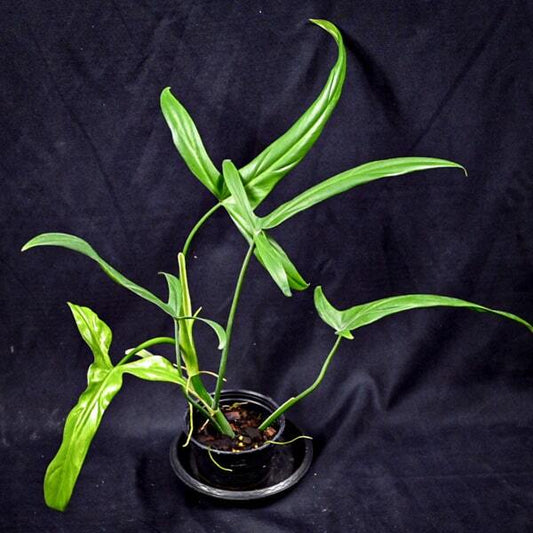 Philodendron HOLTONIANUM