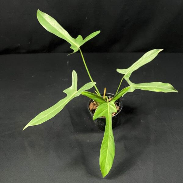 Philodendron LONGILOBATUM LELANO MIYANO