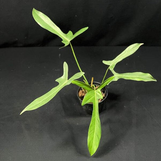 Philodendron LONGILOBATUM LELANO MIYANO
