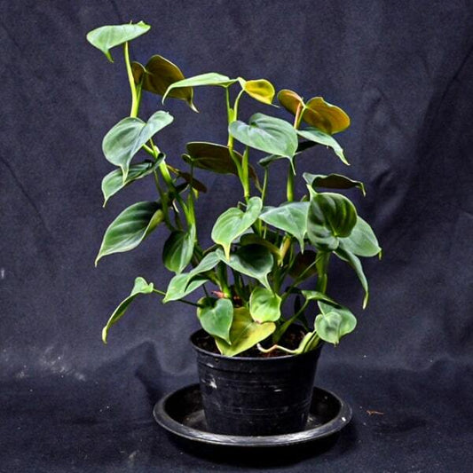 Philodendron LUPINUM