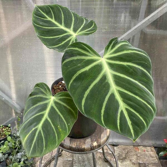 Philodendron LUXURIANS
