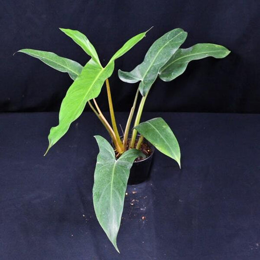 Philodendron MAXICANUM