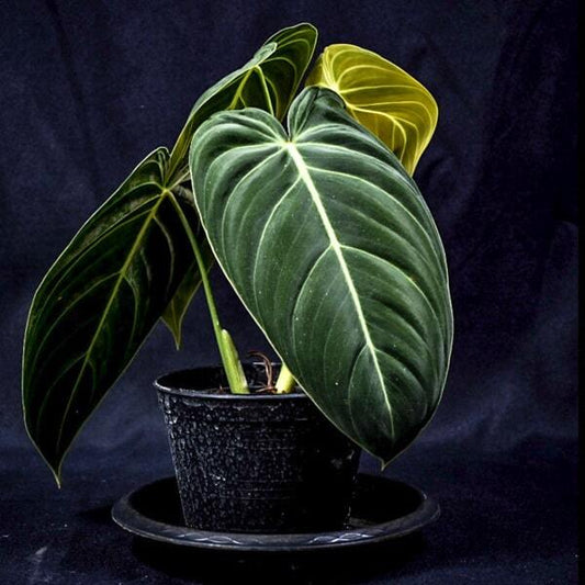 Philodendron MELANOCHRYSUM