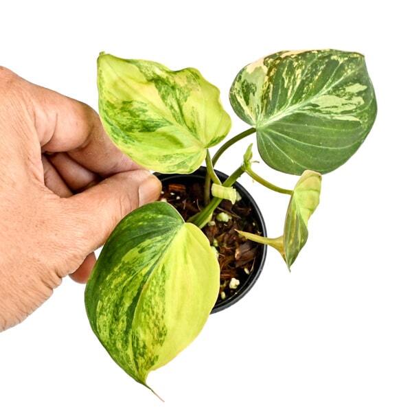 Philodendron MICAN VAR
