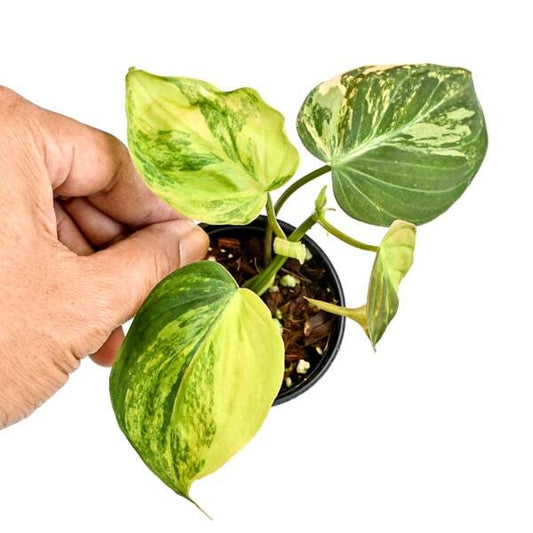 Philodendron MICAN VAR