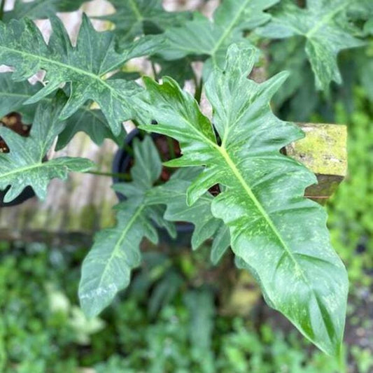 Philodendron DRAGON MINARUM