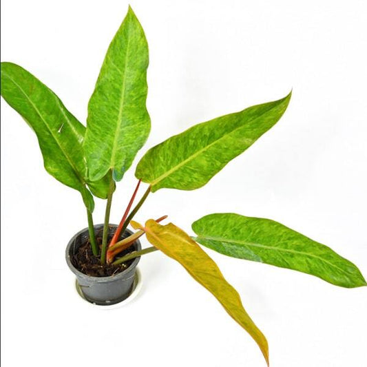 Philodendron ORANGE MARMALADE