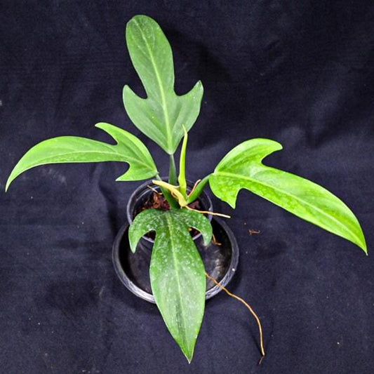 Philodendron PANDURIFORME