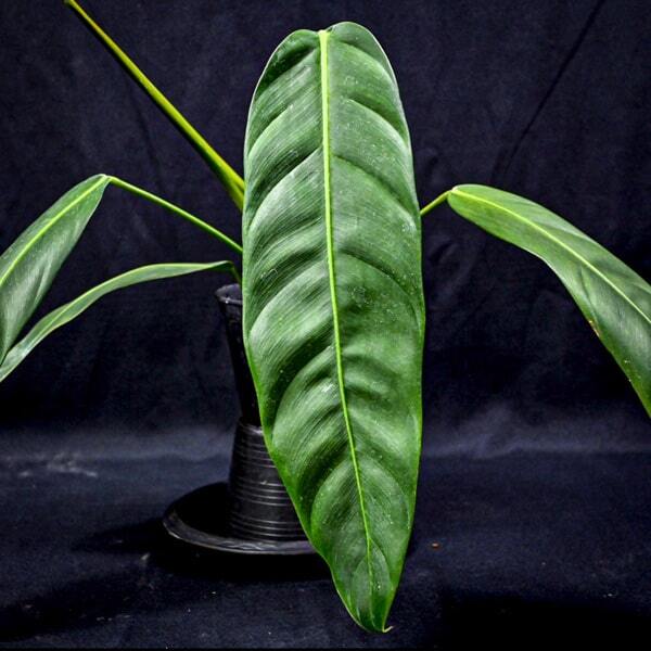 Philodendron PATRICIAE