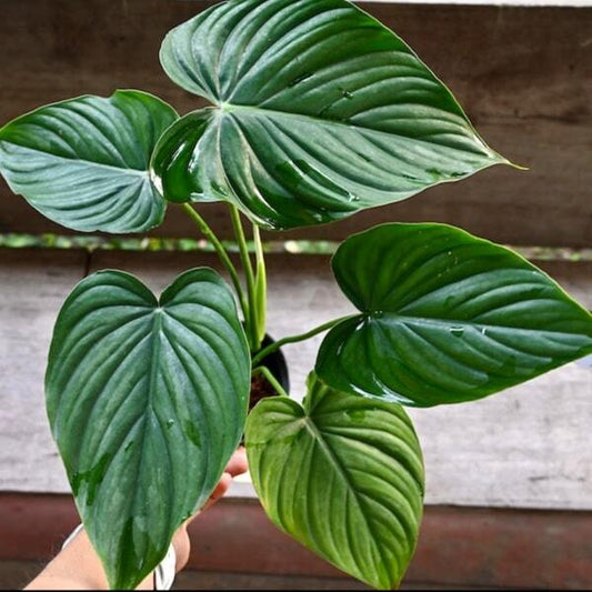 Philodendron PELTATUM