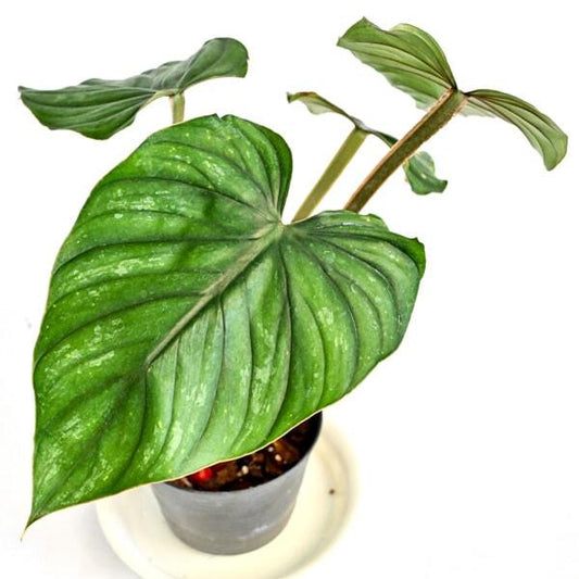Philodendron PLOWMANII RED STEM
