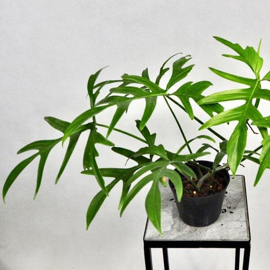 Philodendron QUERCIFOLIUM