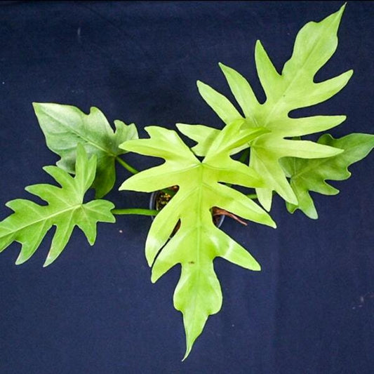 Philodendron RADIATUM VAR N2 VINT