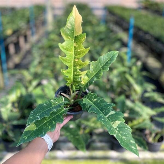 Philodendron RING OF FIRE VAR