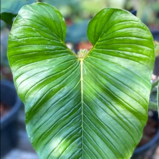 Philodendron SERPENTS