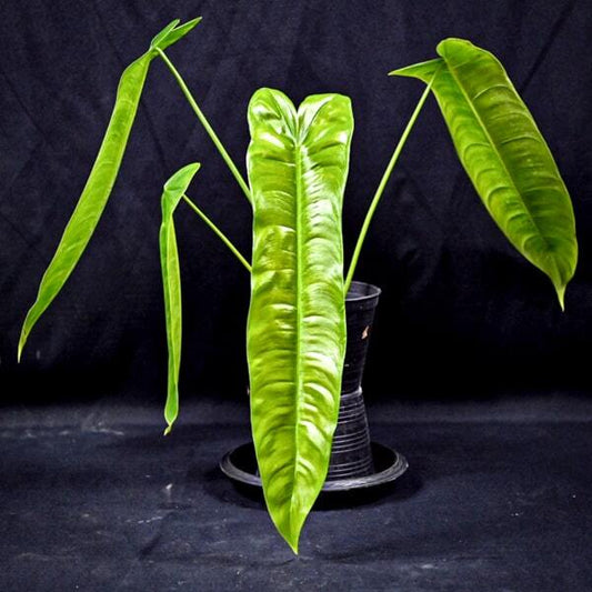 Philodendron SHARONIAE