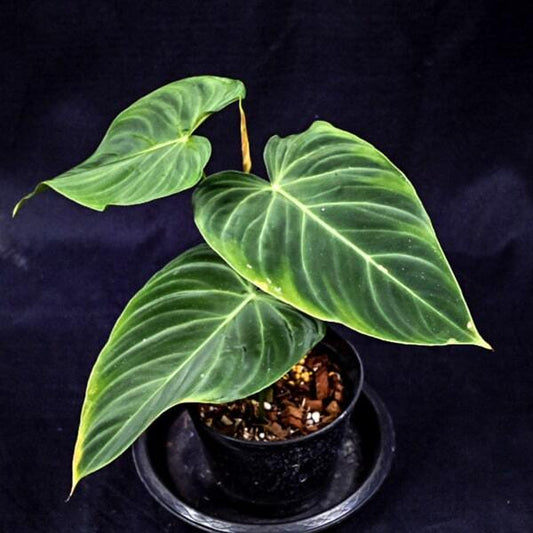 Philodendron SPLENDID