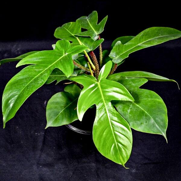 Philodendron SQUAMIFERUM