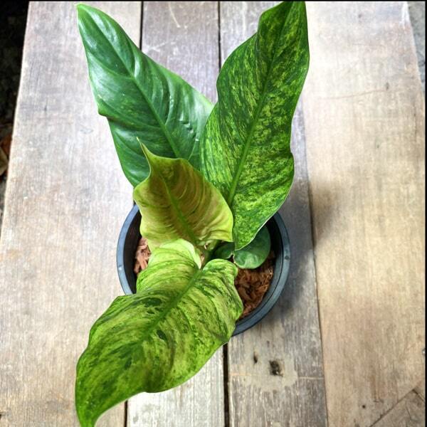 Philodendron SUBHASTATUM VAR