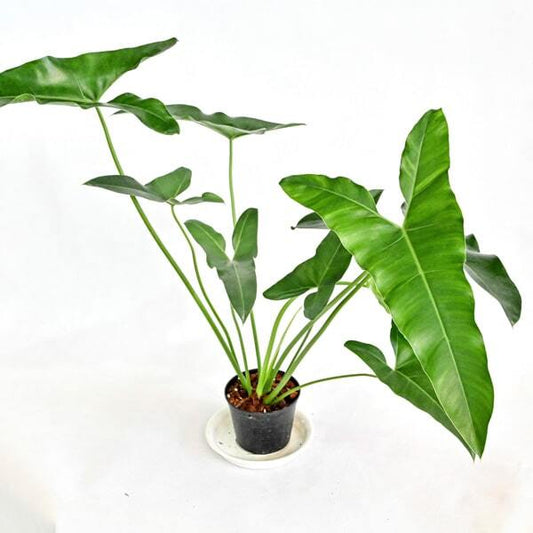 Philodendron THAUMATOPHYLLUM STENOLOBUM