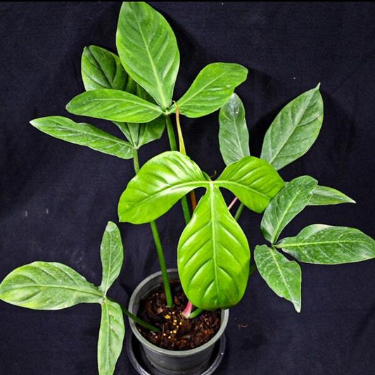Philodendron TRIPARTITUM