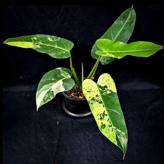 Philodendron WHIPPLE WAY N2
