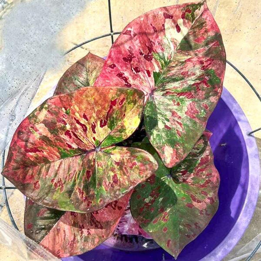 Caladium PHAN DIN THONG