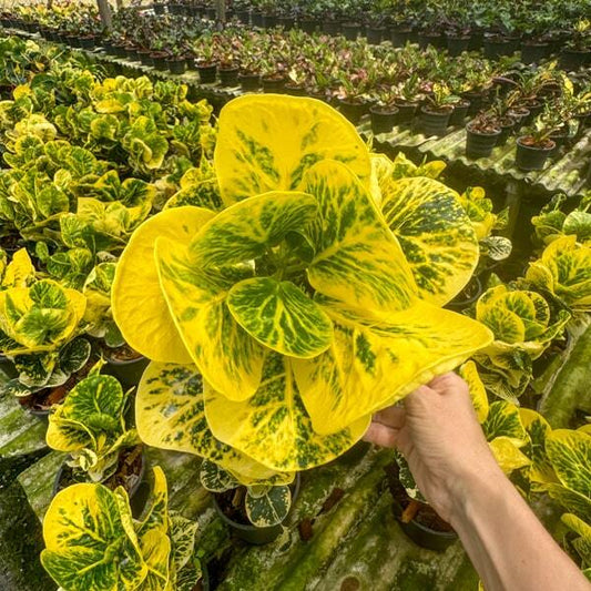 Croton PHAEN DIN THONG