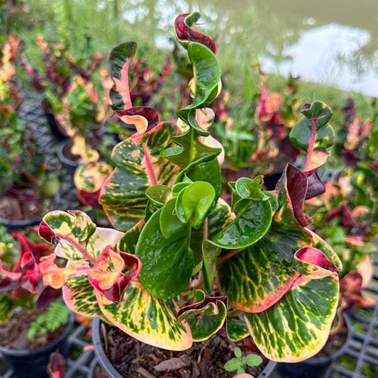 Croton MILLIONAIRE Ð PHAN SEDTHEE