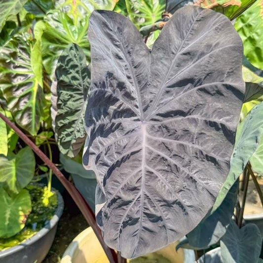 Colocasia PHANTOM