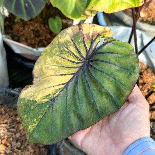 Colocasia PHARAOH MASK VAR