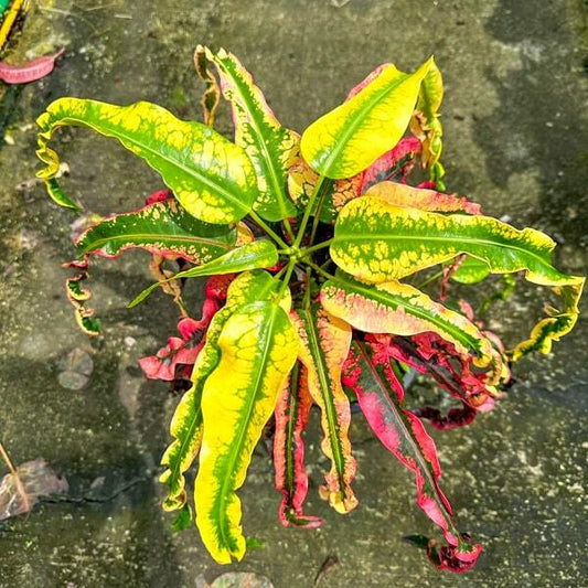 Croton PHRAYA LING DAENG