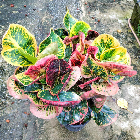 Croton PHET AMNAT