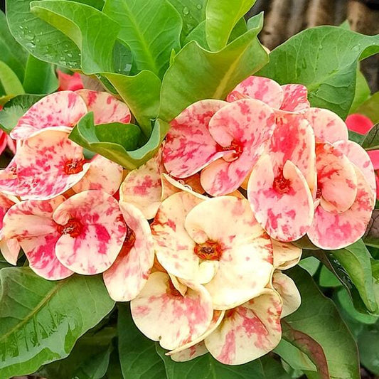 Euphorbia Milii PETCH AMPAIPAN
