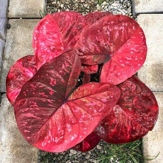 Caladium PHET BAN PHO