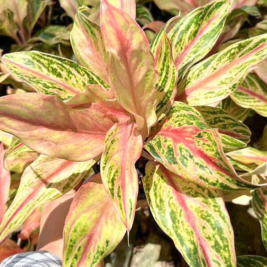 Aglaonema PHET CHIANG RUNG