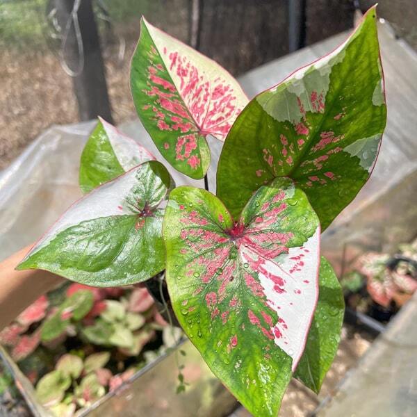 Caladium PHET JET SEE