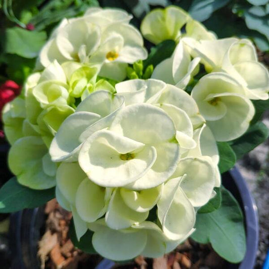 Euphorbia Milii PETCH MANEE WHITE